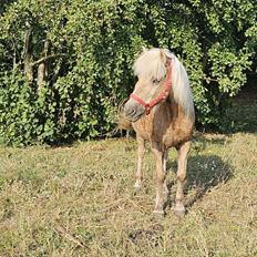 Islænder Taktur fra Sofienborg