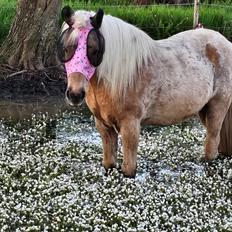 Islænder Taktur fra Sofienborg