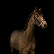 Anden særlig race Højlund's Cassandra (Cassie)