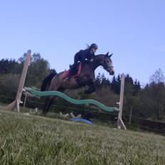 Anden særlig race Højlund's Cassandra (Cassie)