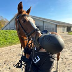 Anden særlig race Gabriella