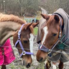 Anden særlig race Gabriella