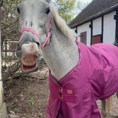 Oldenborg Brommehusets Olivia 