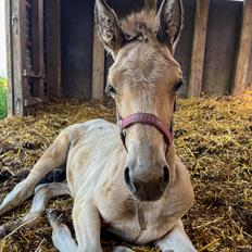 Anden særlig race Luna