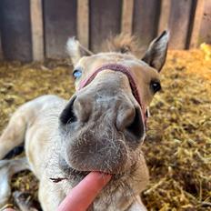 Anden særlig race Luna