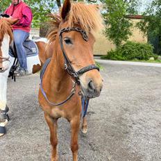 Islænder Sunna fra Ólafsvöllum
