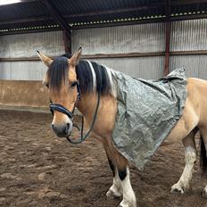 Anden særlig race Chi-Chi Lunde O’hara