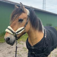 Anden særlig race Chi-Chi Lunde O’hara