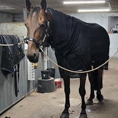 Traver Babymoney (Tidligere lånehest, himmelhest)