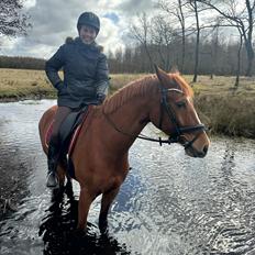 DSP Nørlunds Contino