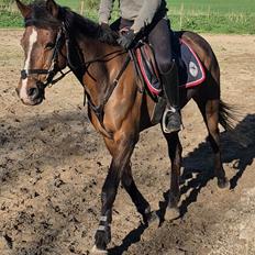 Anden særlig race Skovlunds flying nazgûl