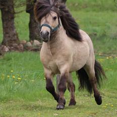 Shetlænder Winthers Logan SH 804