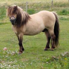 Shetlænder Winthers Logan SH 804