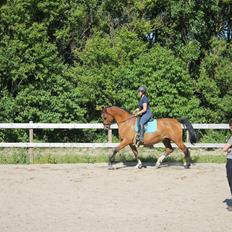 Dansk Varmblod Højgaardens valentina