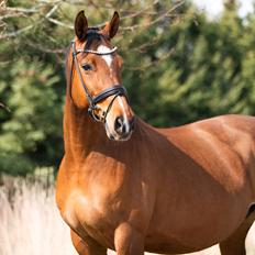 Dansk Varmblod Højgaardens valentina
