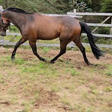 Traver Babymoney (Tidligere lånehest, himmelhest)