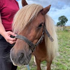 Shetlænder Victoria