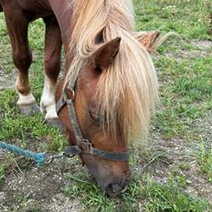 Shetlænder Victoria