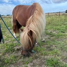 Shetlænder Victoria