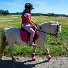 Welsh Mountain (sec A) Greenhills (dk) Special Design