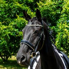 Dansk Varmblod Langagers Dooliwia