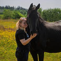 Dansk Varmblod Langagers Dooliwia