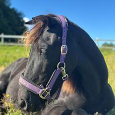 Barockpinto Malimos Dobby Downs