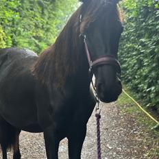 Barockpinto Malimos Dobby Downs