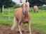 Haflinger Rosègold
