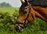 Trakehner Komet Sct. Olav