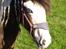 Tinker Ahlmann’s Brown Girl Tessa 