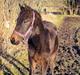 Dansk Varmblod Zweet Fantasy S