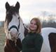 Irish Cob Apollo