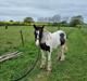 Irish Cob Montana