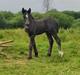 Irish Cob Stald Dalby's Merlin