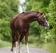 Welsh Pony af Cob-type (sec C) Aberlour Gagarin [Låner]