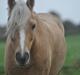 Welsh Pony af Cob-type (sec C) Harvest Nespresso