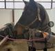 Trakehner Malucca Le R