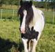 Irish Cob Stald Dalby's Miley Montana