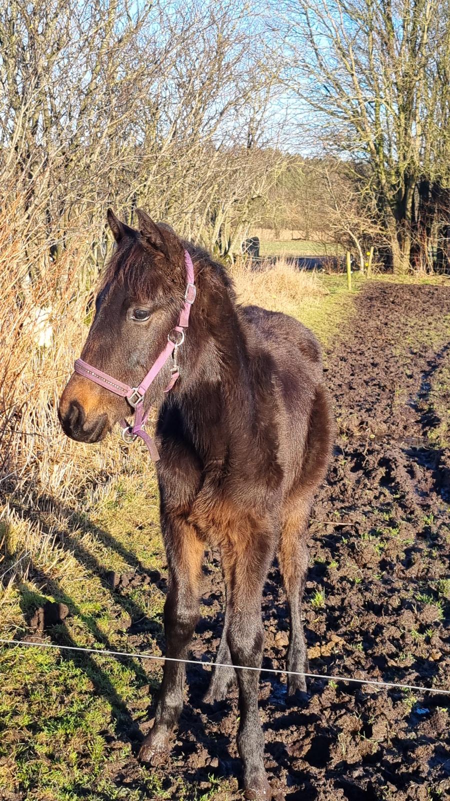 Dansk Varmblod Zweet Fantasy S billede 1