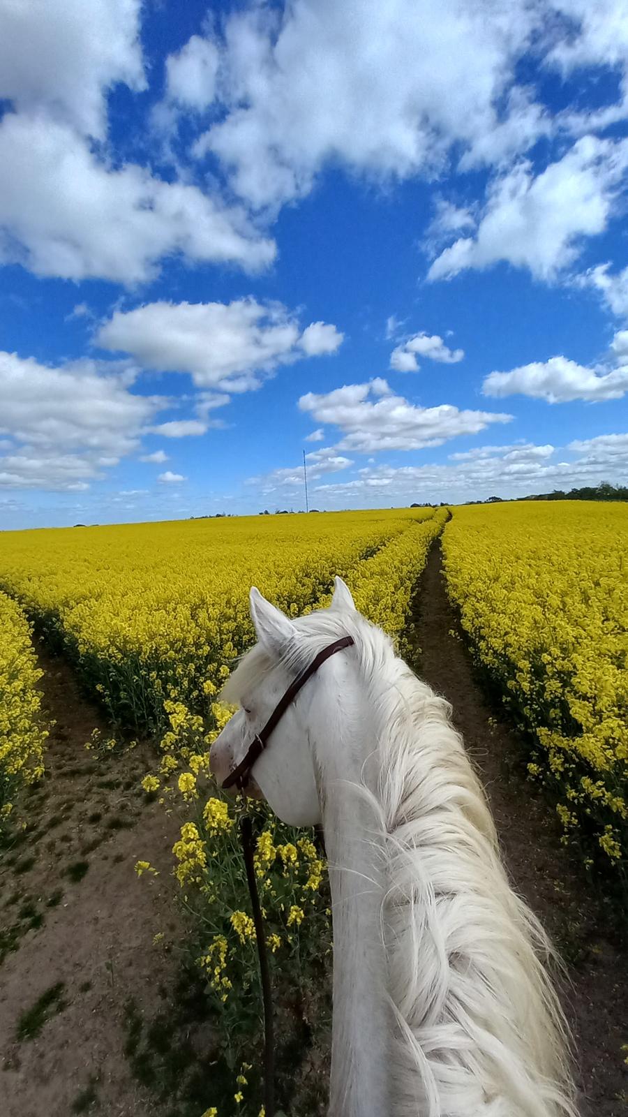 Appaloosa Such-A-Cloud billede 9