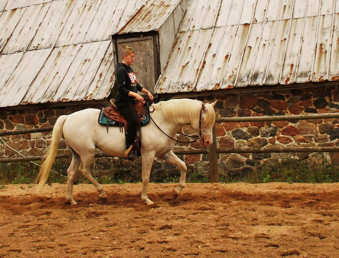 Appaloosa Such-A-Cloud billede 18