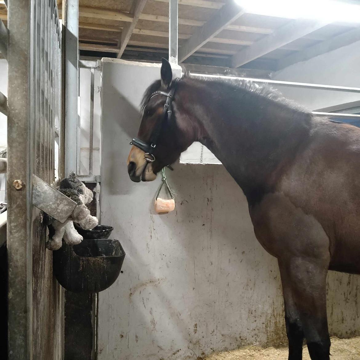 Dansk Varmblod CK' Kimberly Star - 2024 - 2 gang hun prøvet at have trense på billede 19