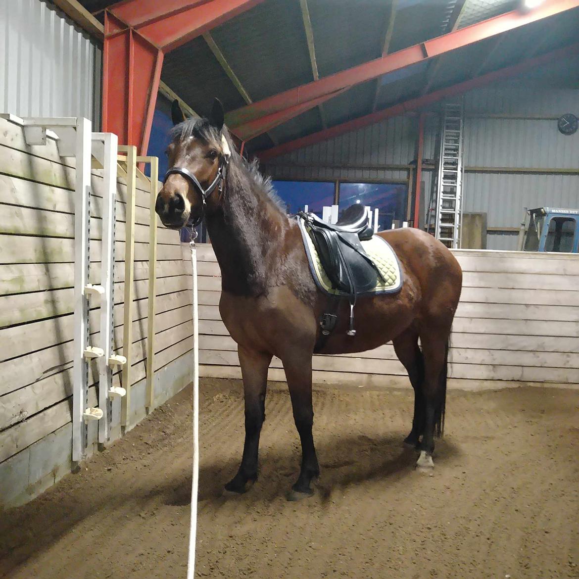 Dansk Varmblod CK' Kimberly Star - 2024 - 2 gang med sadle på <3 billede 18