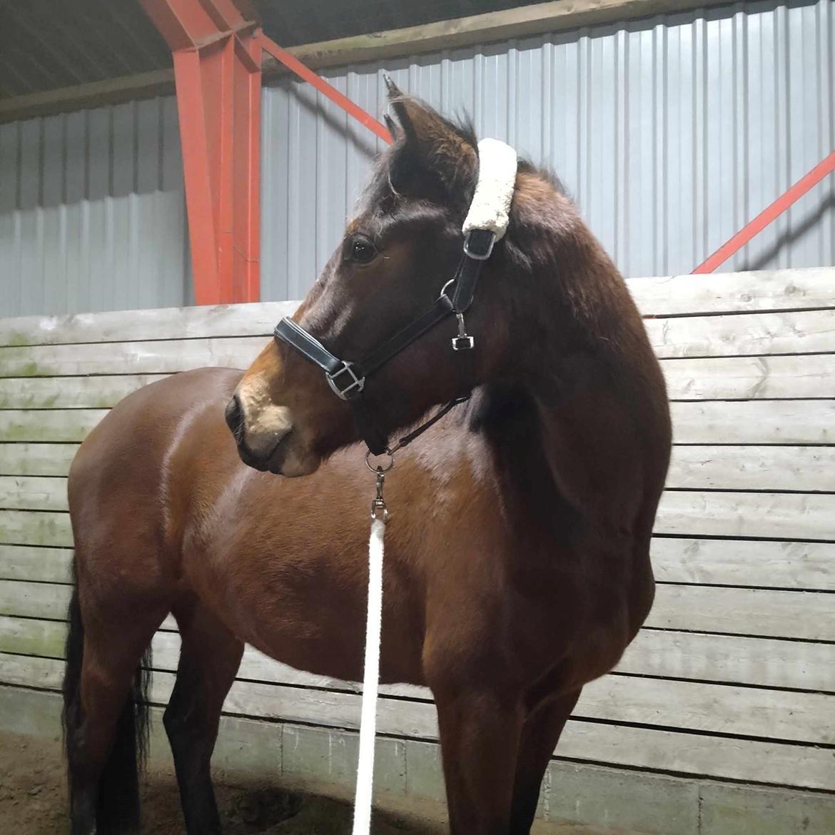 Dansk Varmblod CK' Kimberly Star - 2024 - Vi er startet lige så stille og roligt op med at longere i grime billede 17