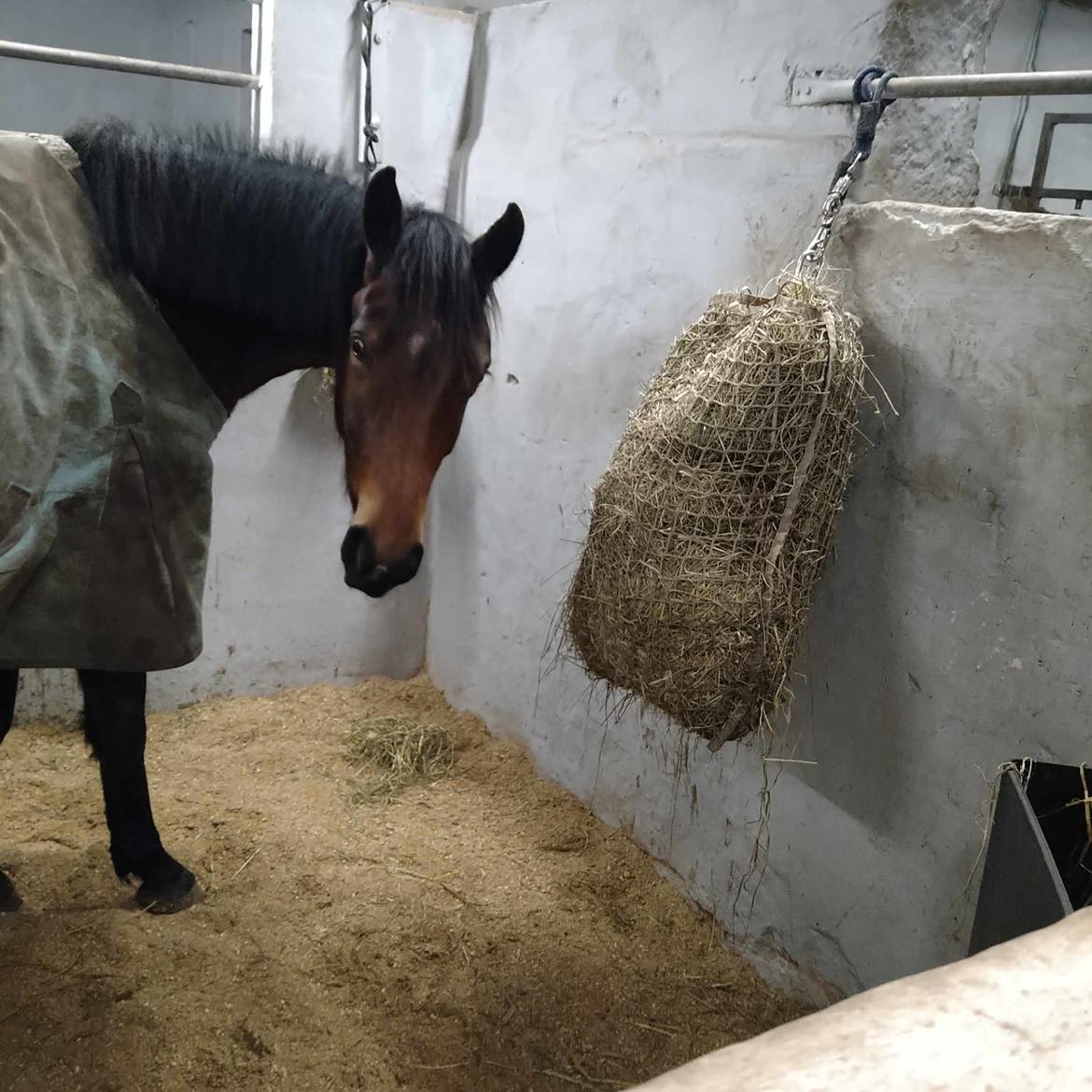 Dansk Varmblod CK' Kimberly Star - 2024 - Kimberly hygger sig i boksen på stald Lambert <3 billede 20