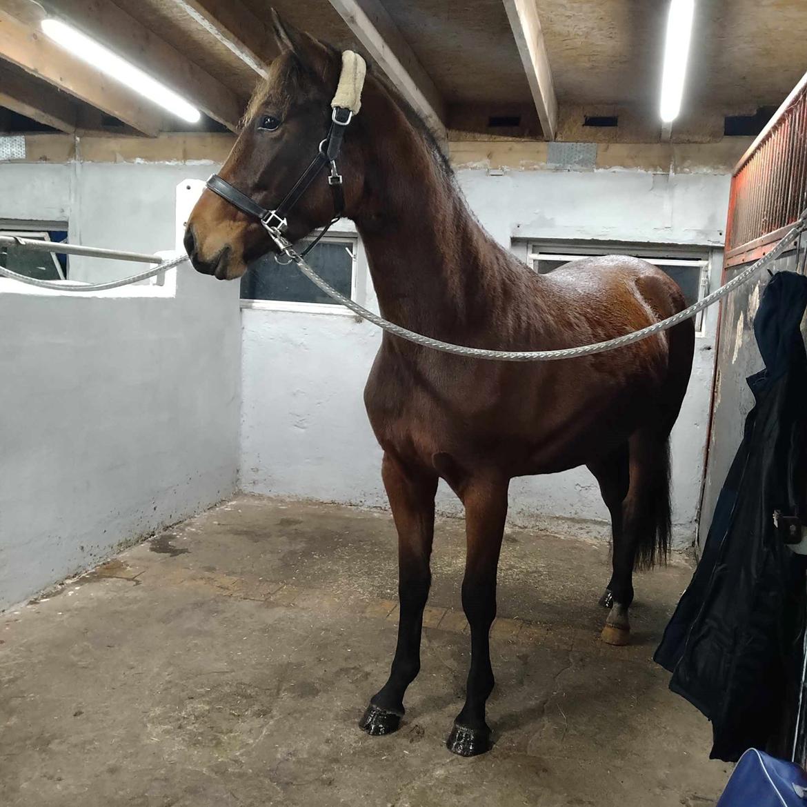 Dansk Varmblod CK' Kimberly Star - Kimberly er nu flyttet til Esbjerg sammen med mig billede 16