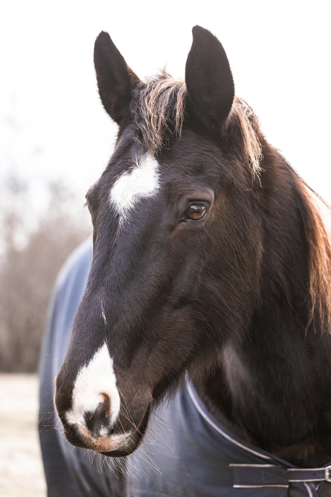 Anden særlig race Starlight billede 14