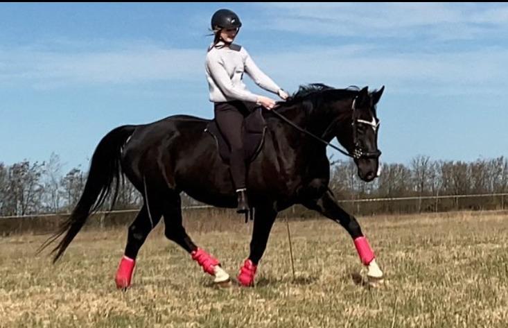 Anden særlig race Starlight billede 16