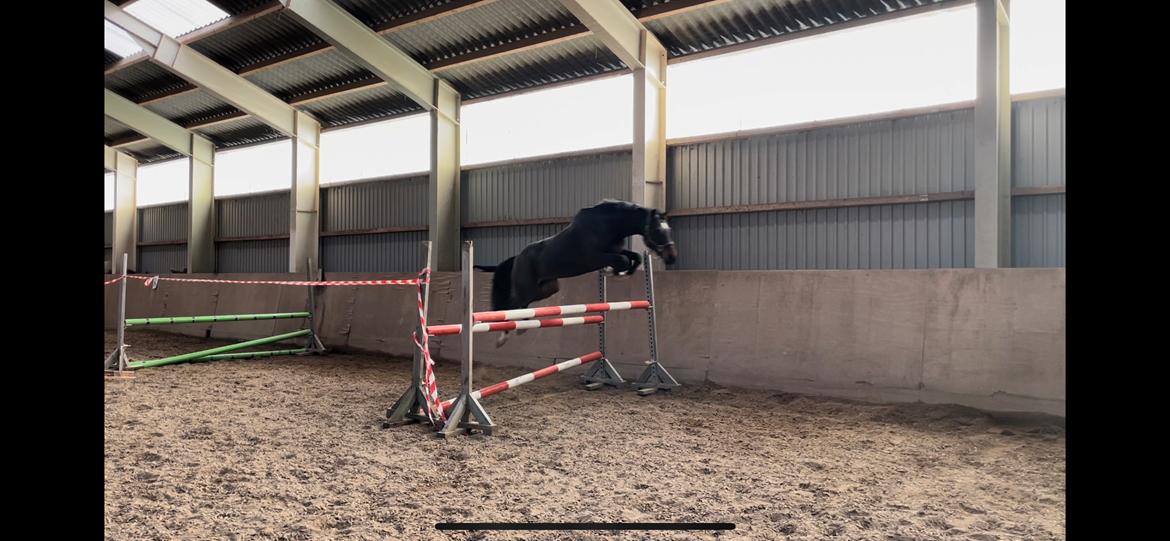 Anden særlig race TRUBKA'S RICARDO NIGHT billede 11